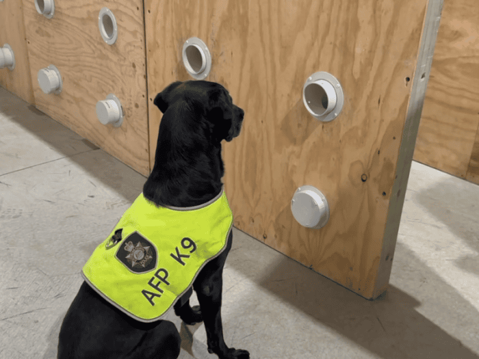 AFP detection dogs safeguard the 2024 ASEAN-Australia Special Summit