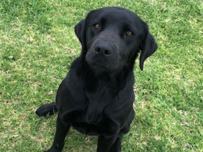 AFP specialist drug detection canine, Bondi