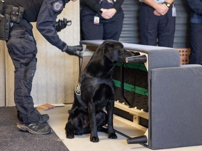 Demonstration by AFP technology detecion dog, Pedro