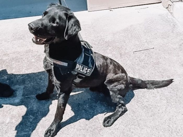 AFP Detection Dog 