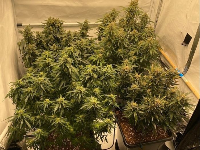 Plants seized by WA NAGS investigators