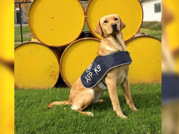 New AFP tech dogs taking a bite out of crime