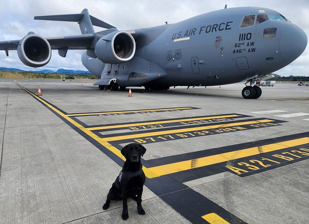 Black Labrador Georgia on the runway at Gold Coast airport with US Air Force plane