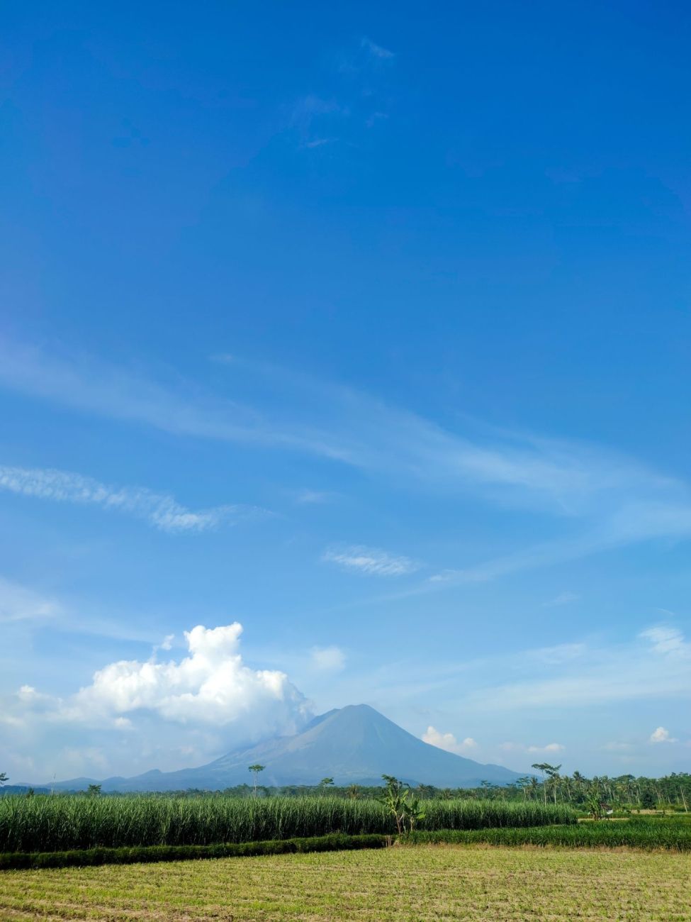 Indonesian field