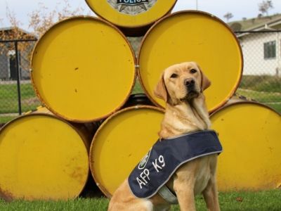 AFP Northern Command cash, firearms and drug detection canine, Coral. 