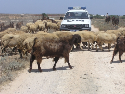 Sheep in Cyprus cross infront of a UN jeep